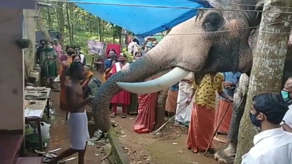 20 किमी का सफर तय कर पहुंचा था हाथी