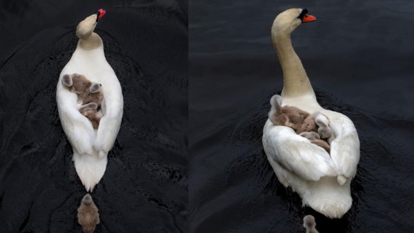 फोटोग्राफर मैथ्यू रैफमेन ने जो तस्वीरें शेयर की हैं फोटोग्राफर मैथ्यू रैफमेन ने जो तस्वीरें शेयर की हैं