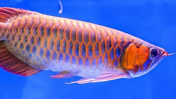  अपने मुंह में रखते हैं बच्चे