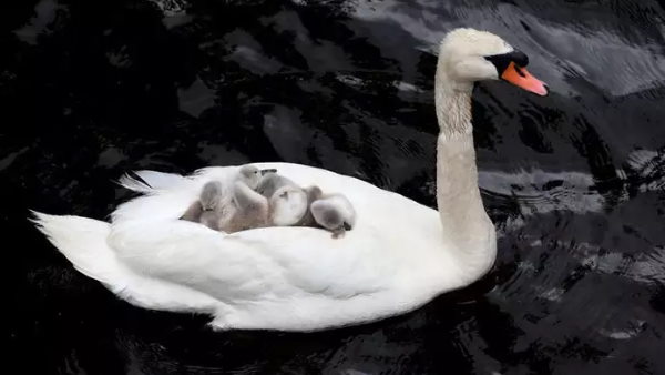 तस्वीरों को शेयर करते हुए लोग पापा हंस की जमकर तारीफ कर रहे हैं तस्वीरों को शेयर करते हुए लोग पापा हंस की जमकर तारीफ कर रहे हैं