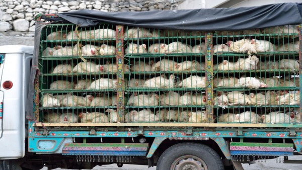 बच्चे ने हाथ जोड़कर की चूजों को कसाईखाने न ले जाने की प्रार्थना