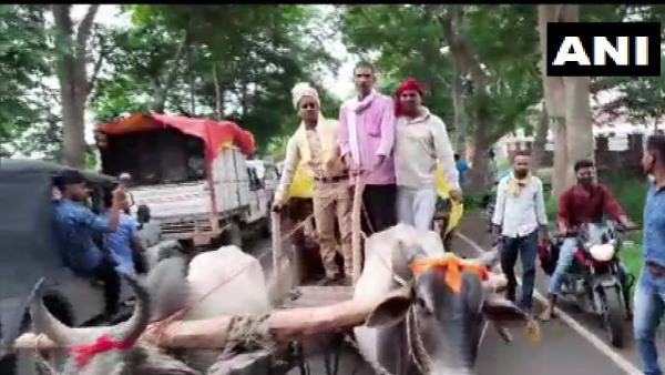 बैलगाड़ी पर निकली बारात बैलगाड़ी पर निकली बारात