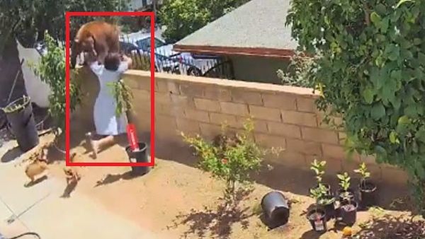 पिल्लों पर करता है हमला