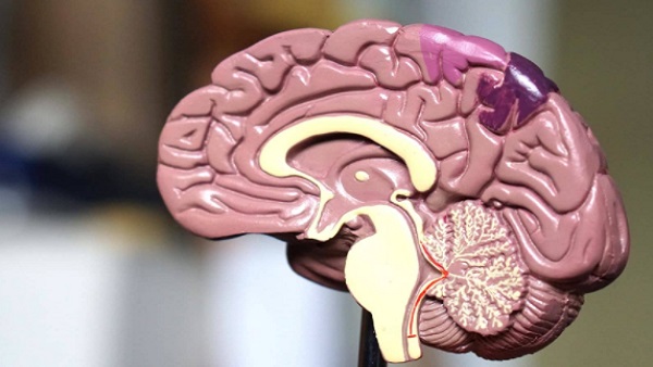 क्या ब्रेन डेथ कानूनी मौत है? क्या ब्रेन डेथ कानूनी मौत है?