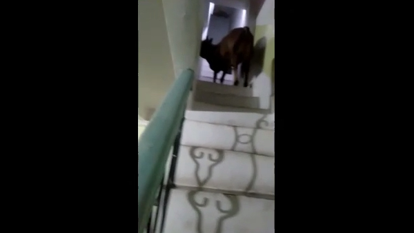 दरवाजा खुला देख घुसा आवारा सांड दरवाजा खुला देख घुसा आवारा सांड