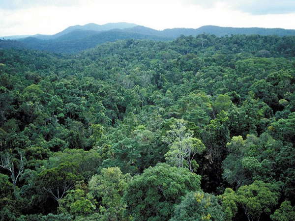 हीरों के खनन के लिए काटे जा रहे हजारों पेड़ हीरों के खनन के लिए काटे जा रहे हजारों पेड़