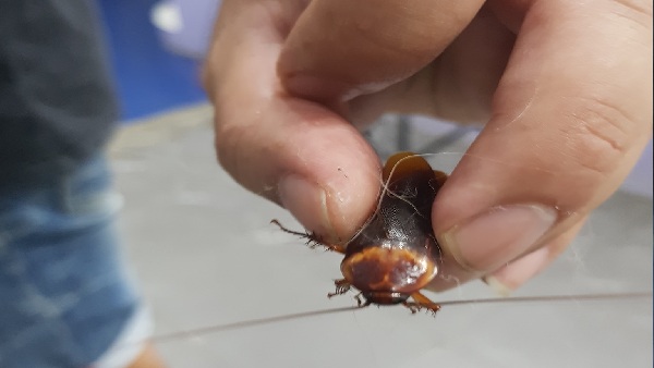 कॉकरोच पर किसी ने रख दिया था पैर 