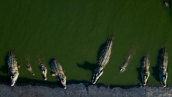 वायरल तस्वीर में फिर कौन है वो मगरमच्छ? 