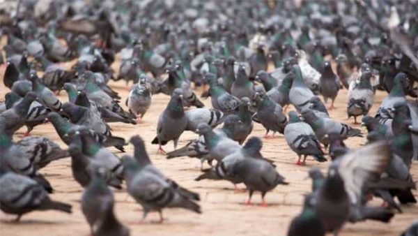 सौ साल पुरानी कबूतरान कमेटी