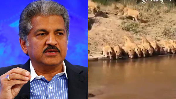 शेरों का पानी पीते हुए वीडियो