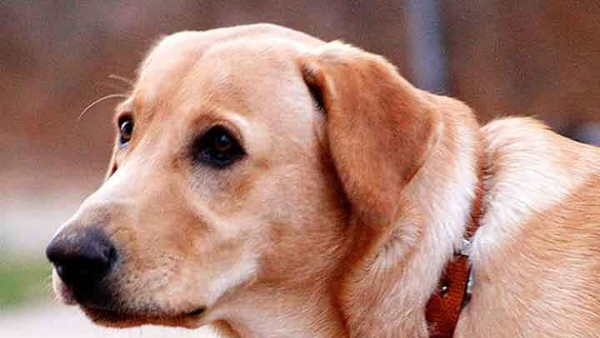 पड़ोसी महिला को कुत्ते ने काटा पड़ोसी महिला को कुत्ते ने काटा