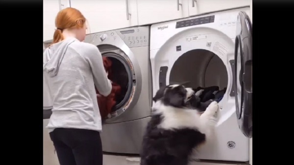 कुत्ता को कपड़े धोता देख लोग ने कहा- OMG