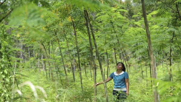 विश्व पर्यावरण दिवस का इतिहास