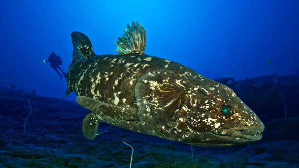 9 साल तक रहता है मछली का भ्रूण