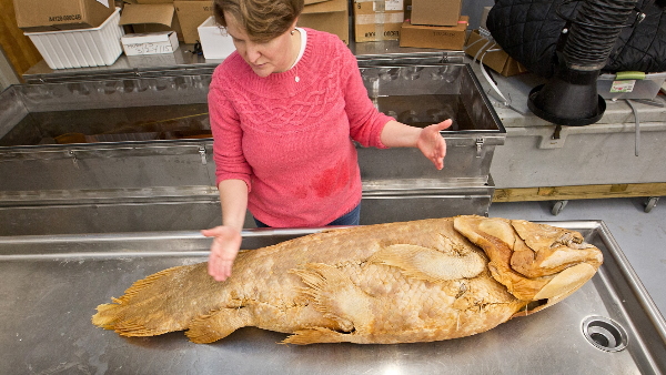 50 वर्ष की उम्र तक गर्भधारण नहीं कर सकतीं मादा 'सीउलैकैंथ'