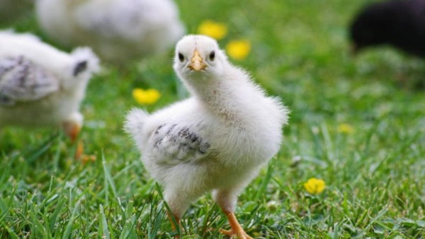 भागने की कोशिश करता है चूजा भागने की कोशिश करता है चूजा