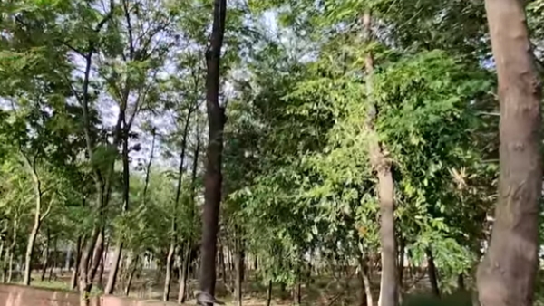 रेलवे के लिए नहीं कटने दिया पीपल का पेड़