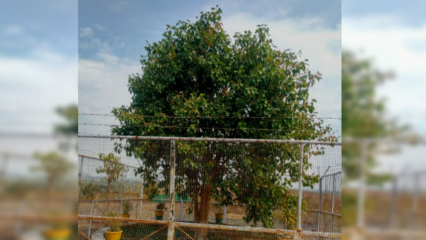 Indias first VVIP tree details on World Environment Day2021