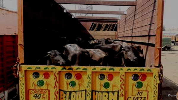 10 accused held in Gujarat for crushing cow protector with tempo