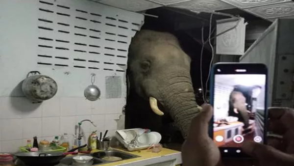 नमक की तलाश में आया था हाथी