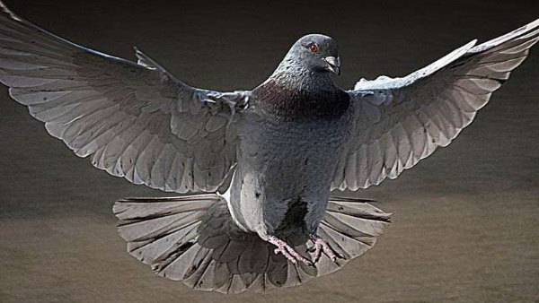 गोशाला में उपलब्ध करवाया चारा