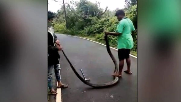  किंग कोबरा पकड़ने का शॉकिंग वीडियो आया सामने