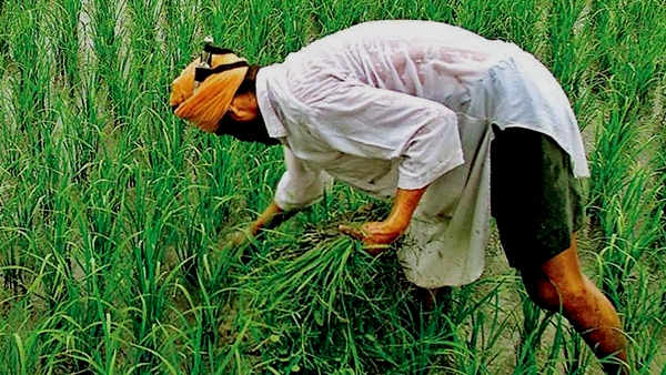 Relief to MP farmers : Shivraj Singh Chouhan government can deposit crop insurance premium Relief to MP farmers : Shivraj Singh Chouhan government can deposit crop insurance premium