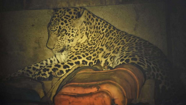 Leopard Entered house in the village of panchmahal 
