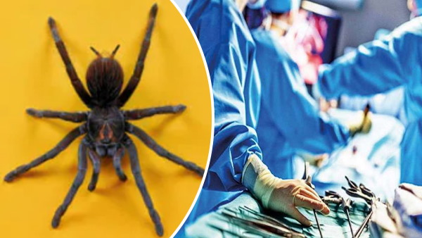 मकड़ी के काटने से लड़की पहुंची अस्पताल