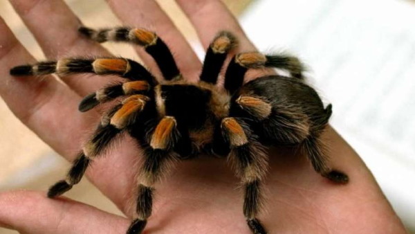 बेड पर थी बड़ी सी मकड़ी