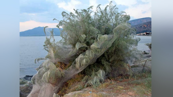 इन मकड़ियों से कोई खतरा नहीं