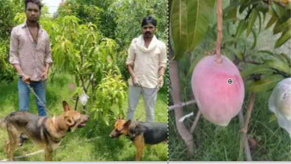 जानें कैसे इस स्पेशल आम की खेती शुरू करने का आया आइडिया जानें कैसे इस स्पेशल आम की खेती शुरू करने का आया आइडिया