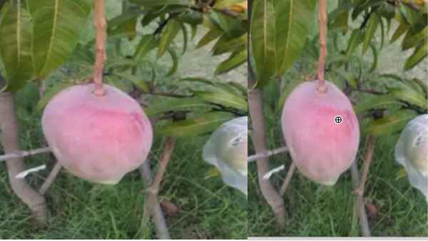 जानें क्या है इसकी कीमत जानें क्या है इसकी कीमत