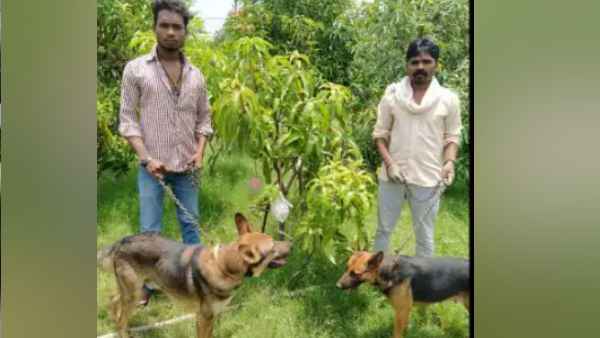 दो पेड़ में लगे 7 आम की सिक्योरिटी में लगे हैं ये लोग दो पेड़ में लगे 7 आम की सिक्योरिटी में लगे हैं ये लोग