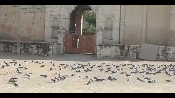 ट्रस्ट करता है कबूतरों व उनकी सम्पत्ति की देखरेख