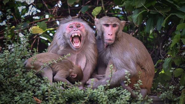 ब्रिटेन के वेल्स से सामने आए दो मामले 