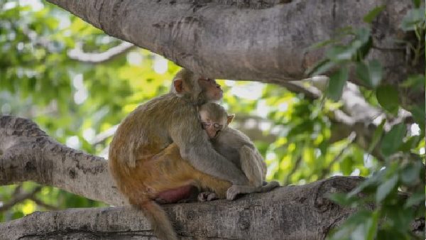 इस वायरस की ना कोई दवा ना वैक्सीन