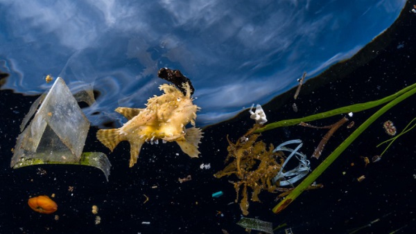 विश्व महासागर दिवस का इतिहास 