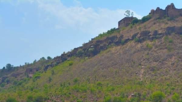 आकृति पेड़ों का प्रतिबिंब