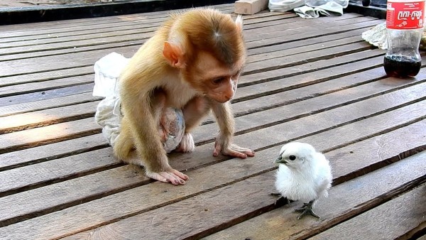 डरे सहमे चूजे को प्यार से चूम लेता है बंदर डरे सहमे चूजे को प्यार से चूम लेता है बंदर