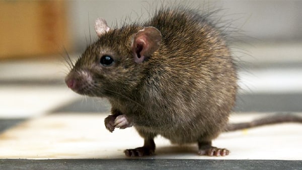 समुद्री घोड़े पर करेंगे प्रयोग