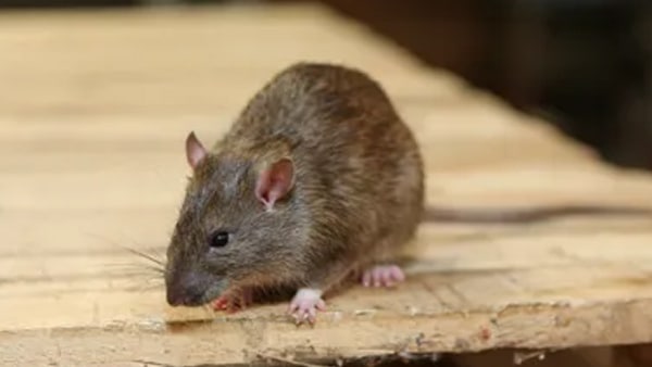 चीन की अमानवीयता की निंदा