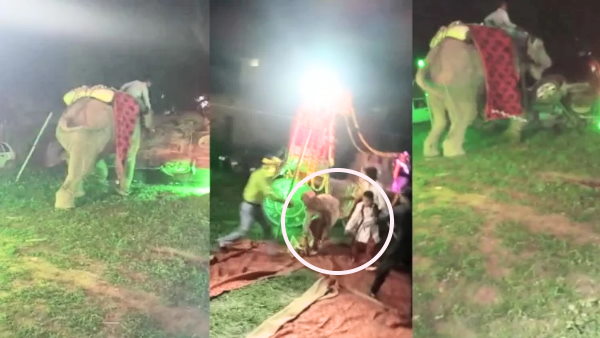 द्वारचार की रस्म के दौरान भड़का हाथी द्वारचार की रस्म के दौरान भड़का हाथी