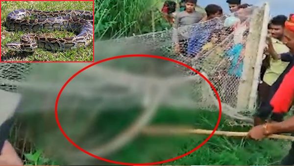 अजगर को जाल में फंसाया, फिर...