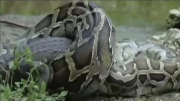 ग्रामीणों ने अजगर को उतारा मौत के घाट