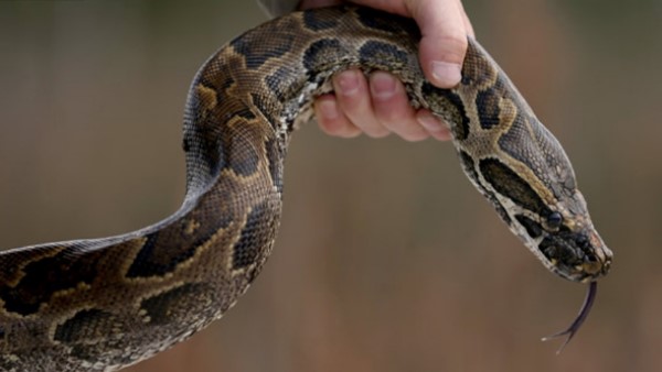 कुछ लोगों ने बचाने की कोशि‍श की लेकिन ग्रामीण नहीं माने