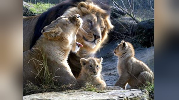 3700 एकड़ में पनप रही सिंहों की नई पीढ़ी 3700 एकड़ में पनप रही सिंहों की नई पीढ़ी