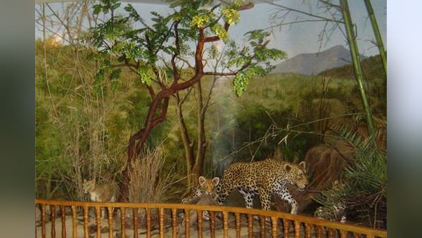 हाथी का शिकार अकेले नहीं करते? हाथी का शिकार अकेले नहीं करते?