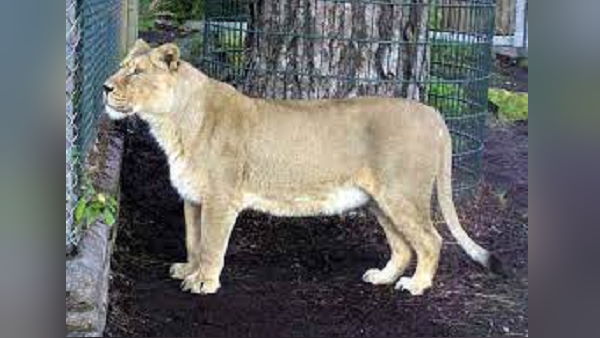 कितना होता है शेर में वजन? कितना होता है शेर में वजन?