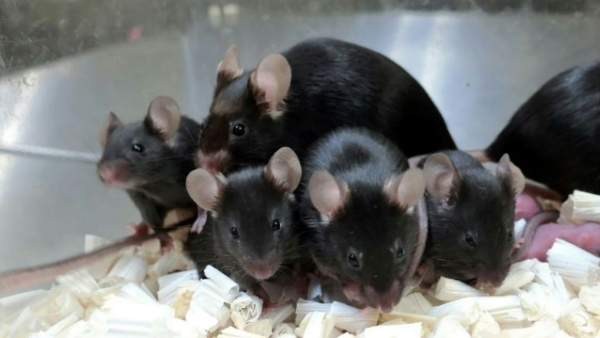 जापन के वैज्ञानिकों की बड़ी खोज जापन के वैज्ञानिकों की बड़ी खोज